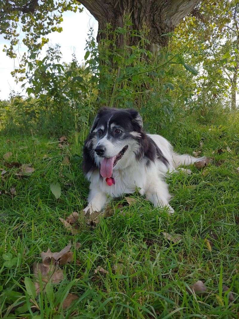 Otter Creek Off-Leash Dog Park in Eau Claire, Eau Claire County,