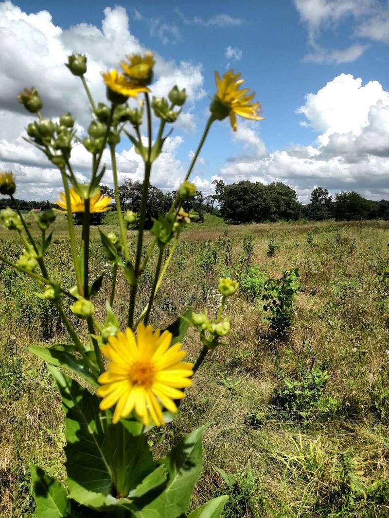 Ciha Fen Preserve in Johnson County,