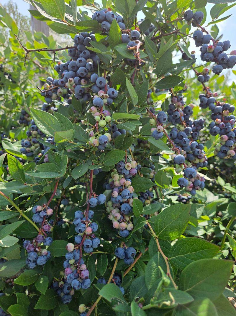 Dondero Orchards - South Glastonbury