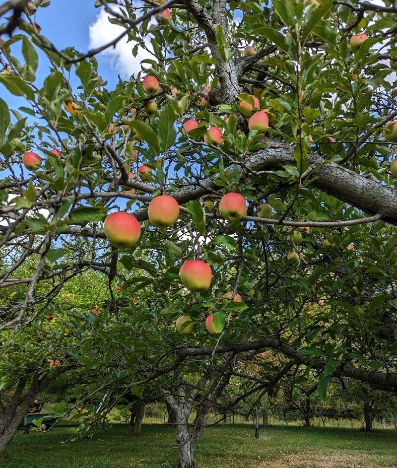 Blueridge Orchard - Denver