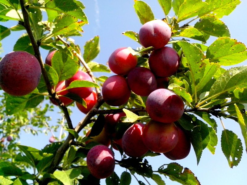 Winona Orchards - Winona