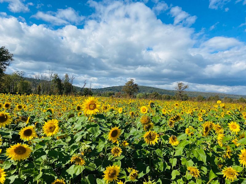 Great Country Farms - Bluemont