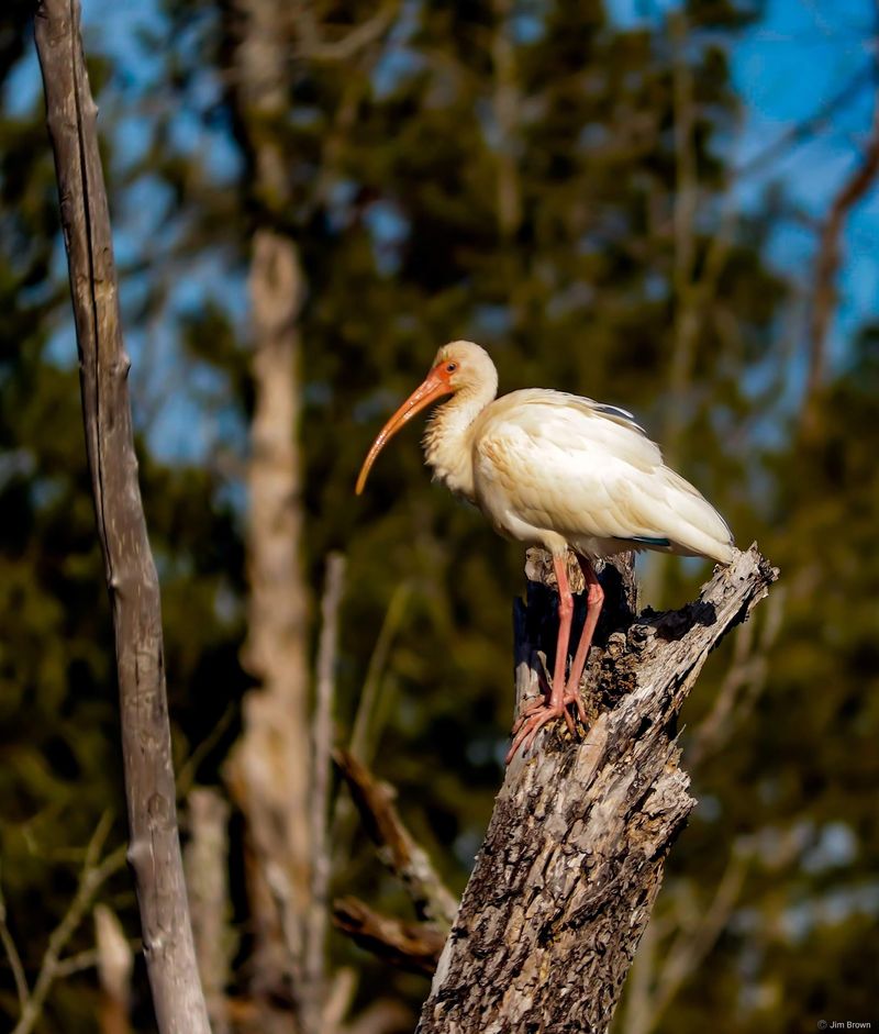 Birdwatching Along the Marshes