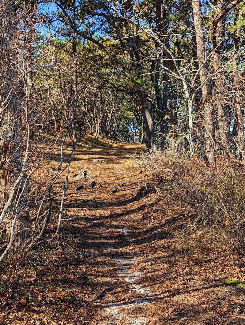 Beech Forest Trail - Provincetown