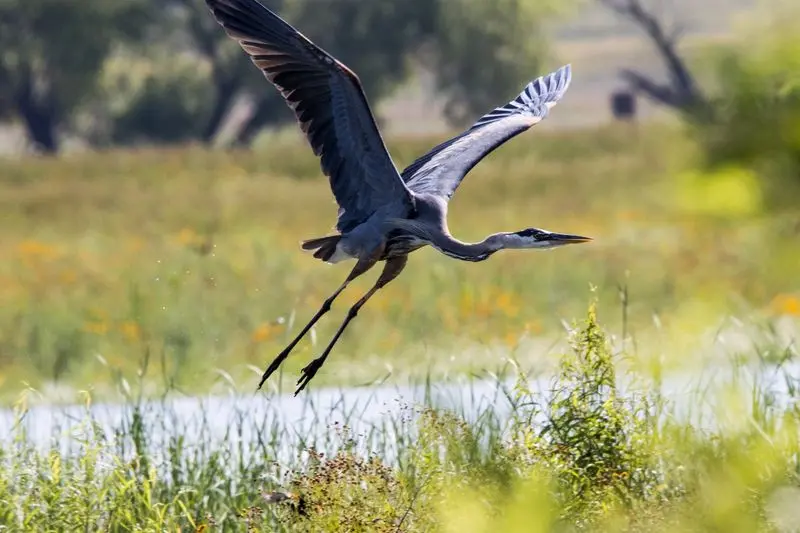 Hagerman National Wildlife Refuge, Sherman, Grayson County