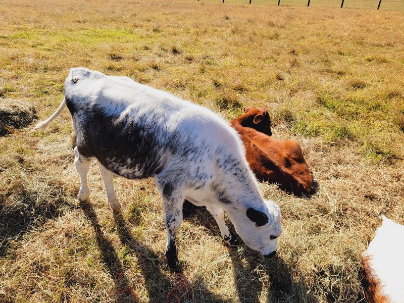 The Full Barnyard Experience