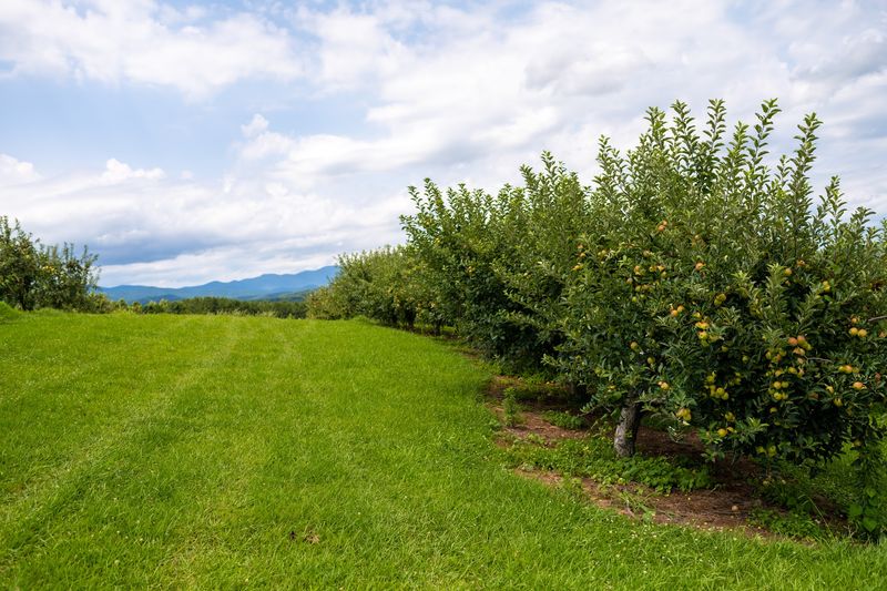 Chattooga Belle Farm - Long Creek