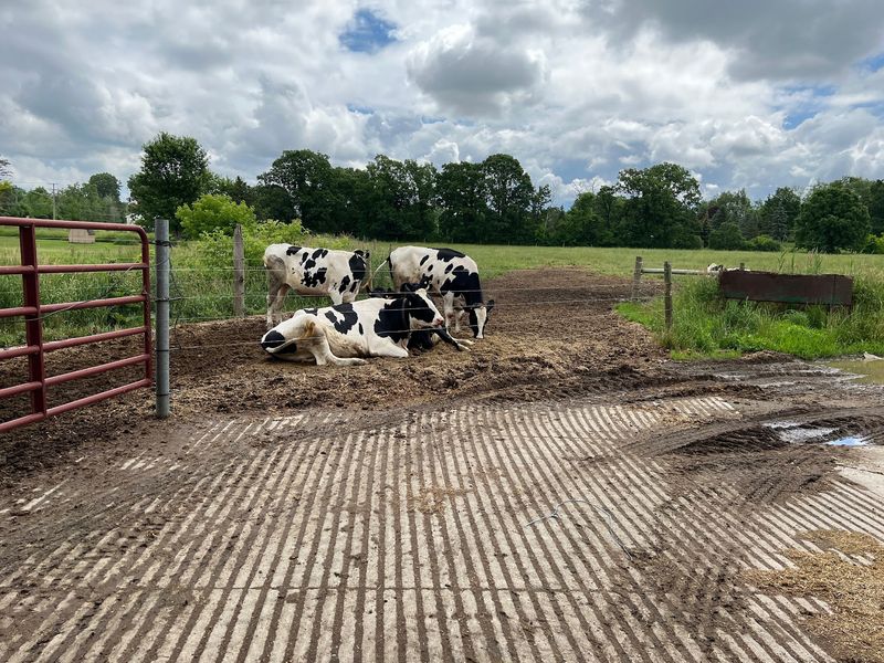 A Chance to See Where Milk Begins