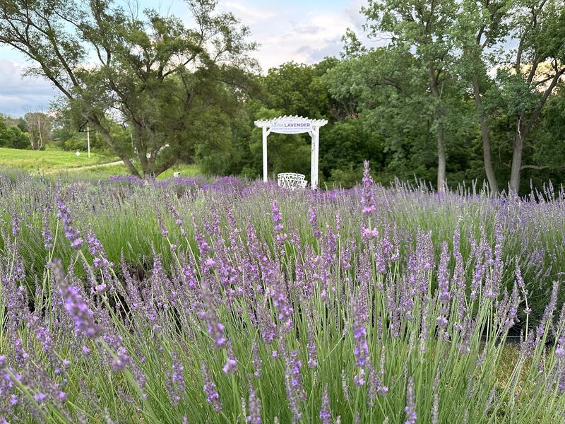Iowa Lavender - Ames