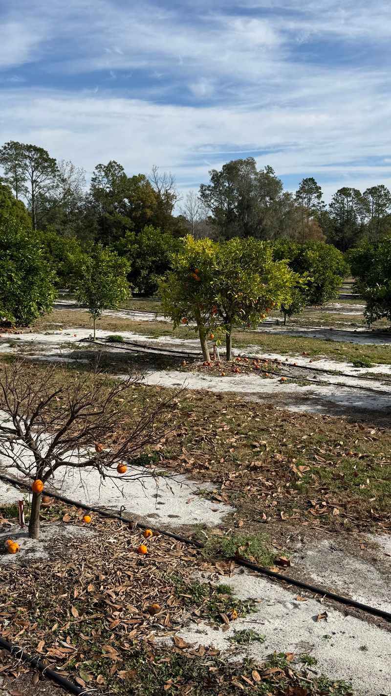 Ever After Farms Citrus Grove - Polk City