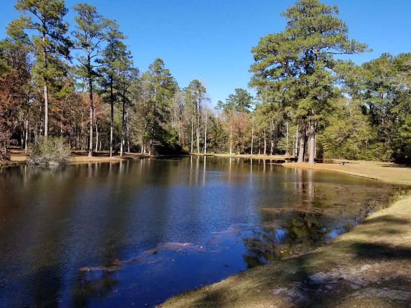 Casting a Line at the Ponds