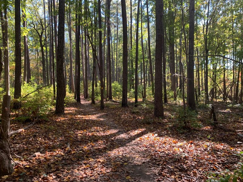 Uwharrie National Forest Trails - Troy