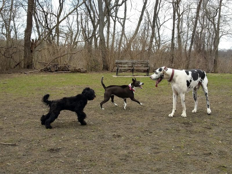 Frick Park Off-Leash Exercise Area