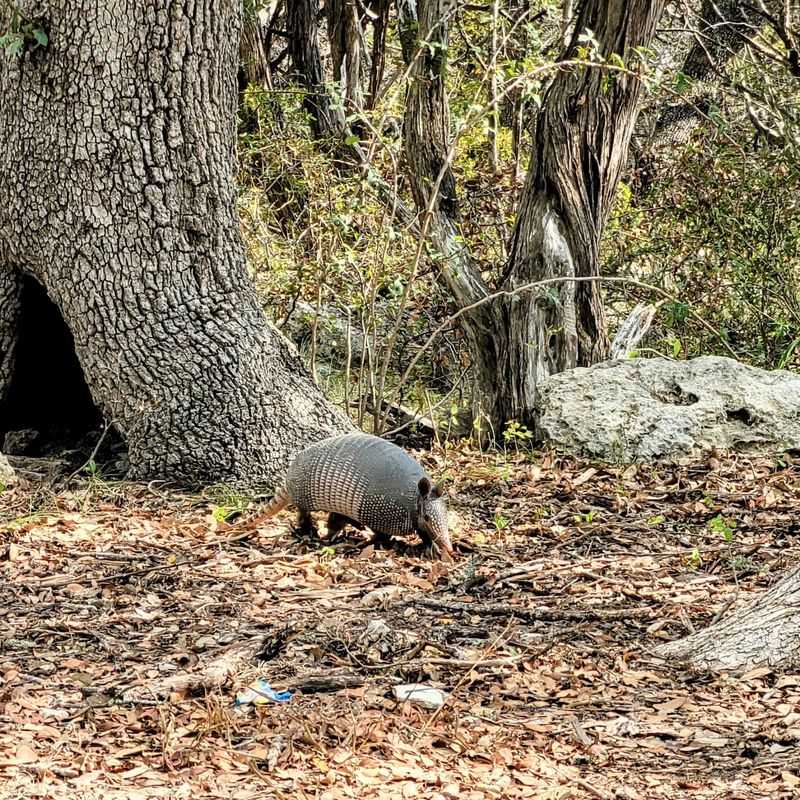 Painted Bunting Trail - Guadalupe River State Park