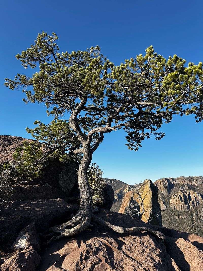 Big Bend Lost Mine Trail, Terlingua, Brewster County