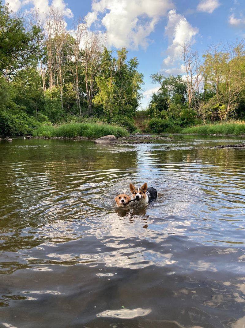 Johnson Park Dog Run in Racine, Racine County,