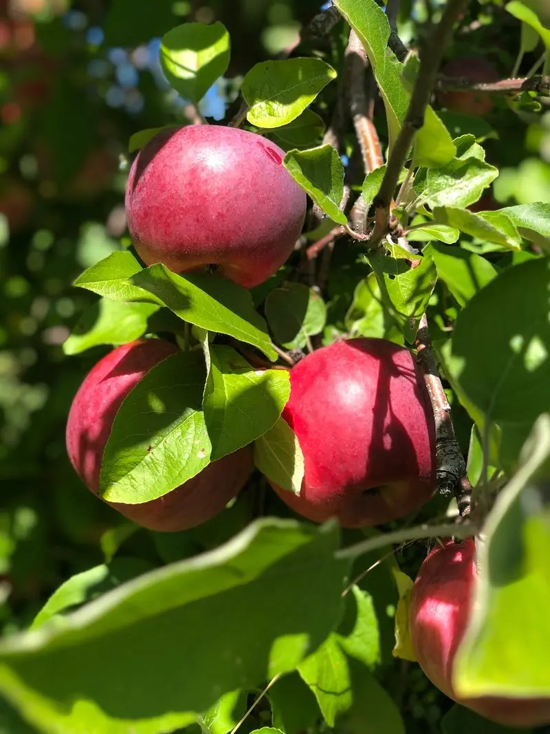 Brookfield Orchards - North Brookfield