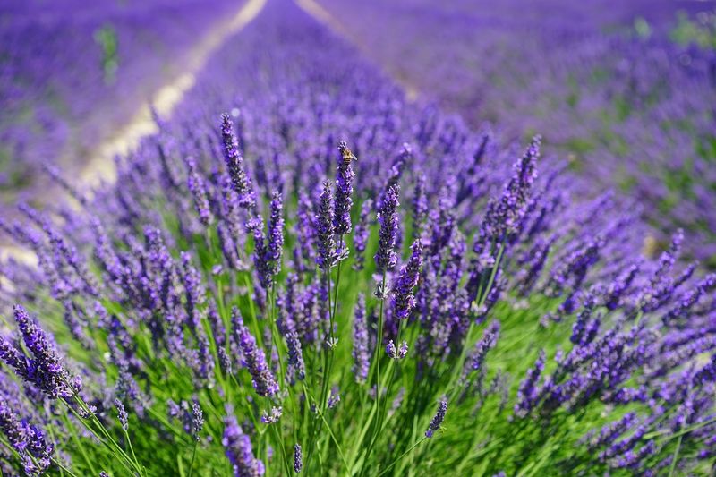 Seek Lavender Farm - Culpeper
