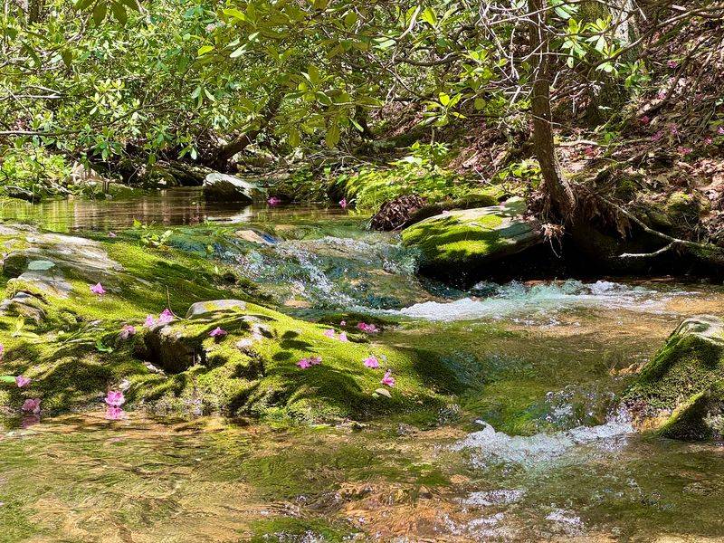 White Rock Falls Trail - Massies Mill