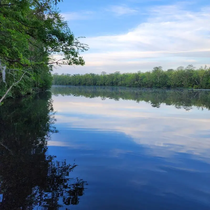 Northeast Cape Fear River - Forested Sections Near Wilmington