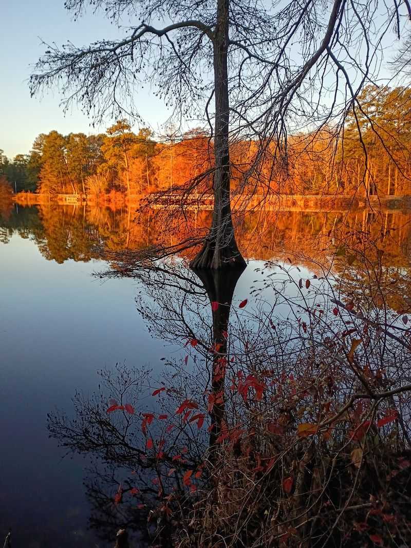 Paddle Among the Cypress at Trap Pond State Park