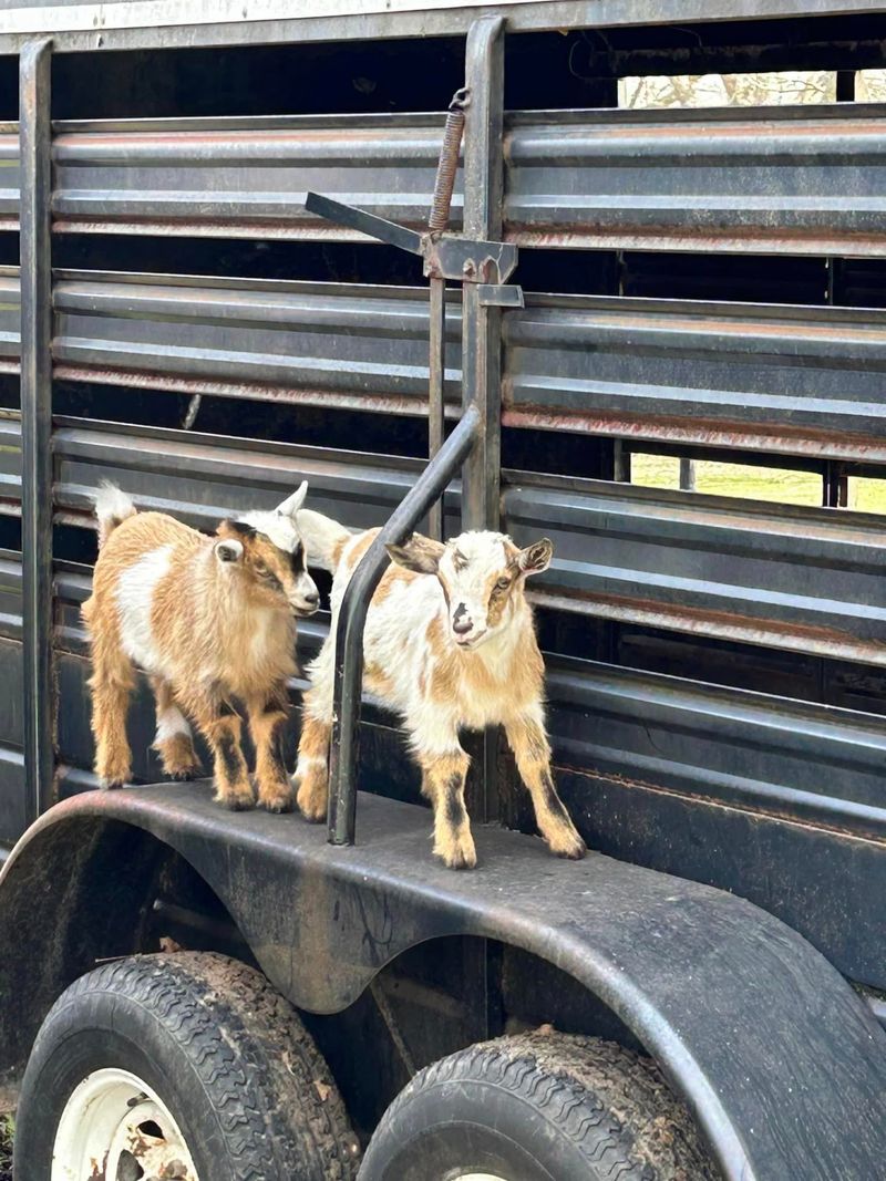 Mini Mischief Ranch - Hutto