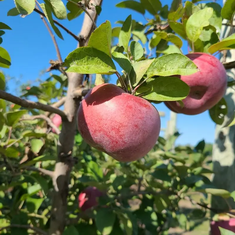 Iowa Orchard - Urbandale