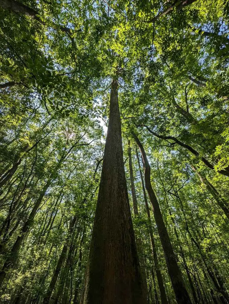 Congaree National Park, Hopkins, Richland County