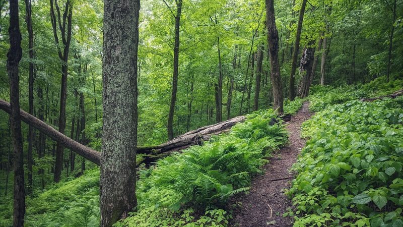 Appalachian Trail - Walk a Piece of Georgia's Famous Ridgeline
