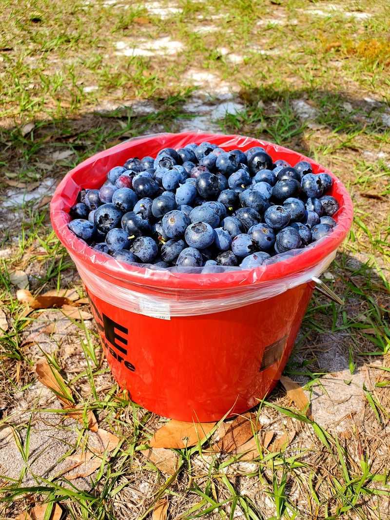 Take Your Blueberry Harvest Home