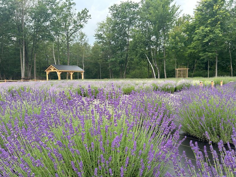 Driftwood Lavender - Port Austin