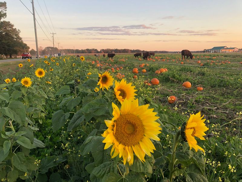Cullipher Farm - Virginia Beach