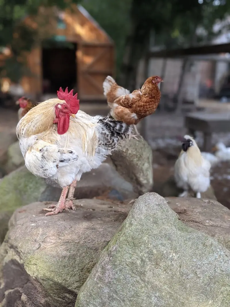 Unity Farm Sanctuary, Sherborn, Middlesex County