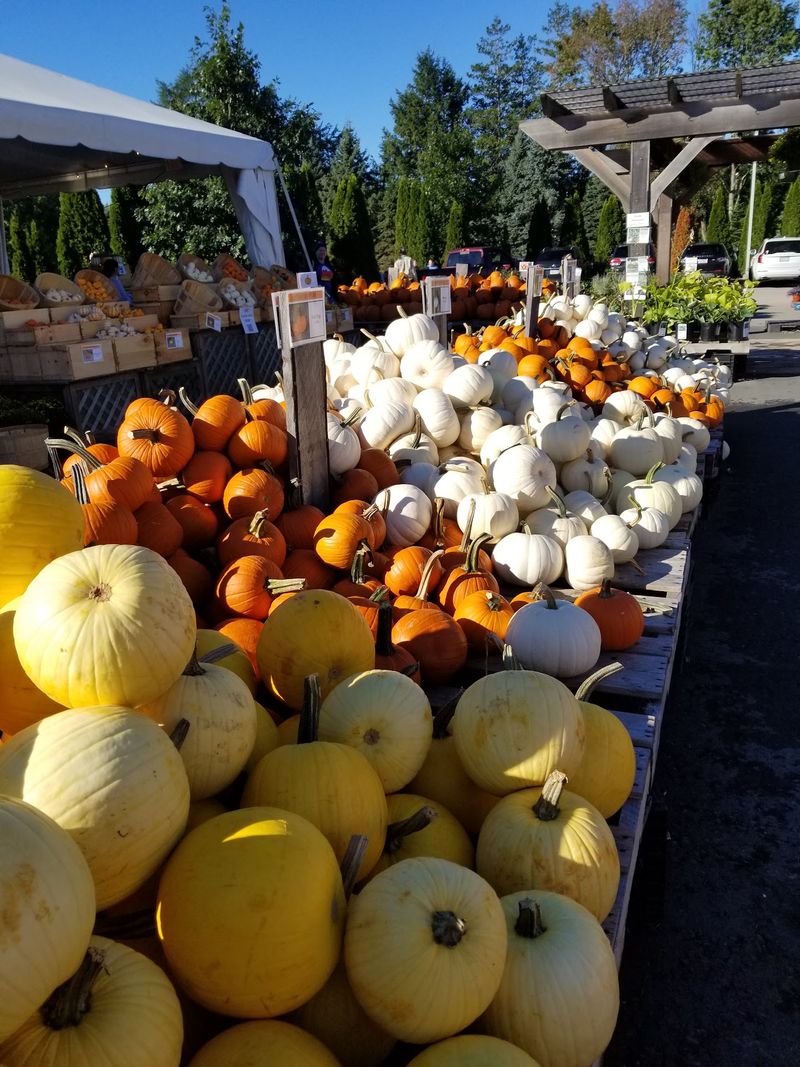Market Morning, Pumpkin Afternoon in Sharon