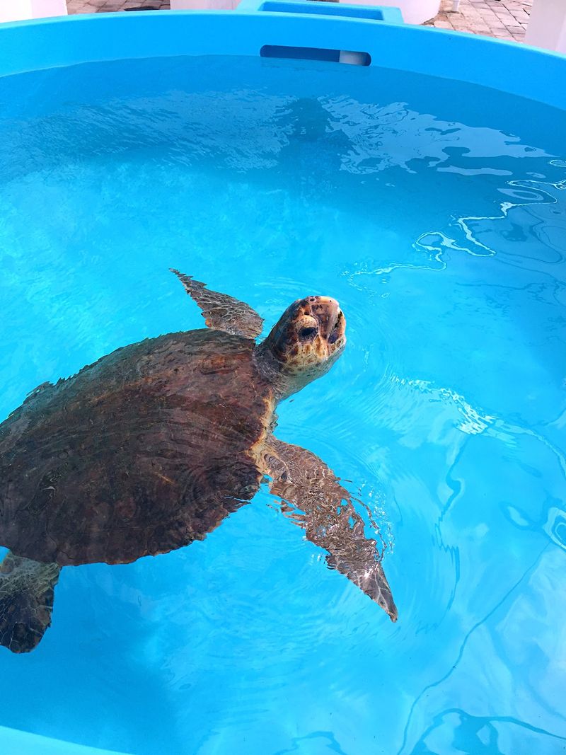 Sea Turtles Add A Deeper Purpose