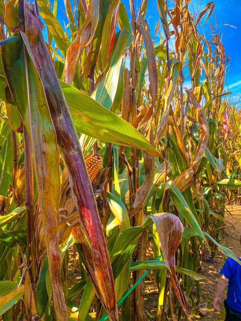 Find Your Way Through the Corn Maze