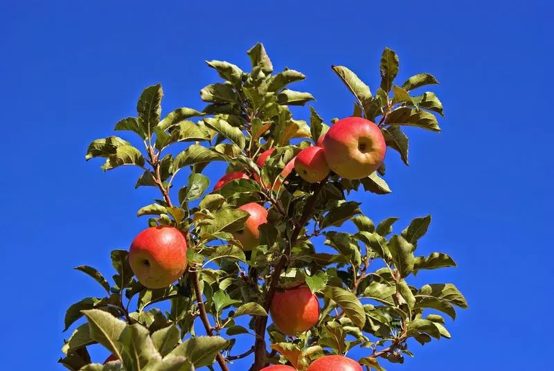 Pick Your Own Apples Straight From the Trees