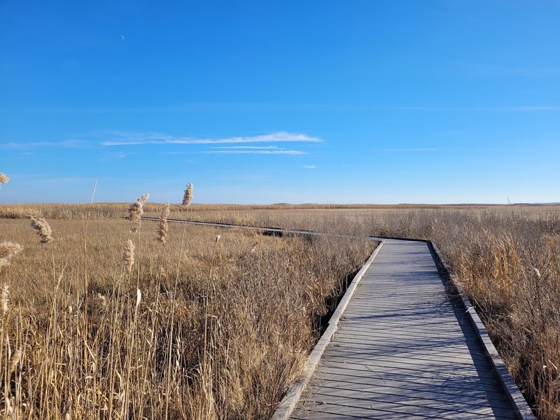 Follow the Boardwalk into the Marsh