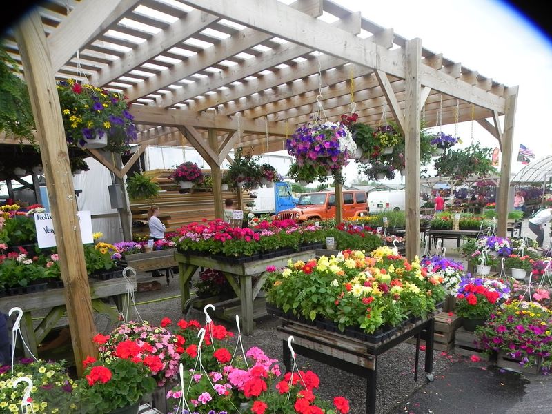 Produce, Plants, and Seasonal Color