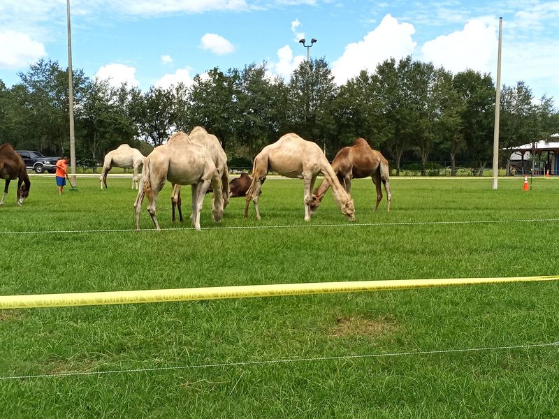 Greater Hillsborough County Fair in Dover