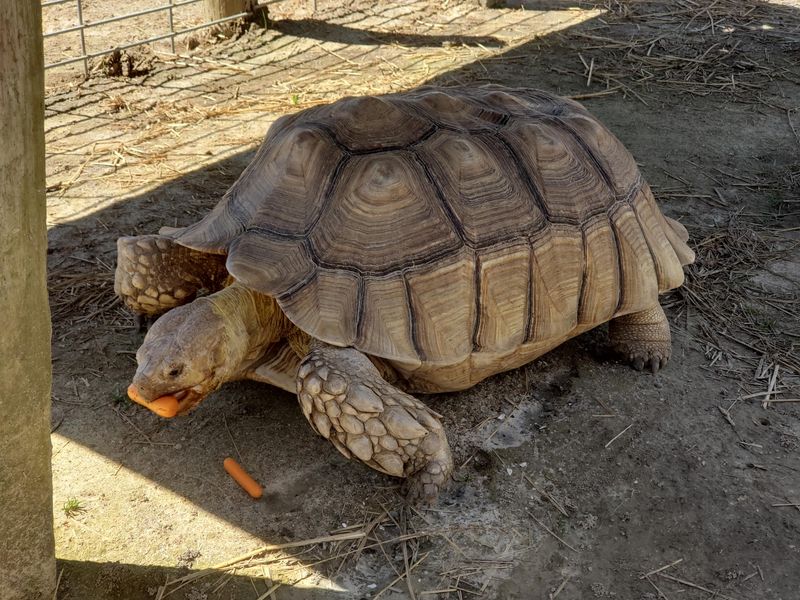 Explore the Reptile Side of the Zoo