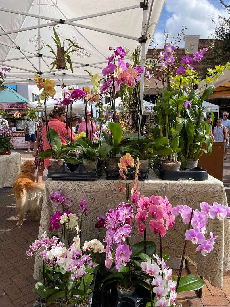 Discover Flowers, Plants, And Garden Finds