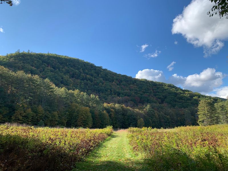 Mohawk Trail State Forest