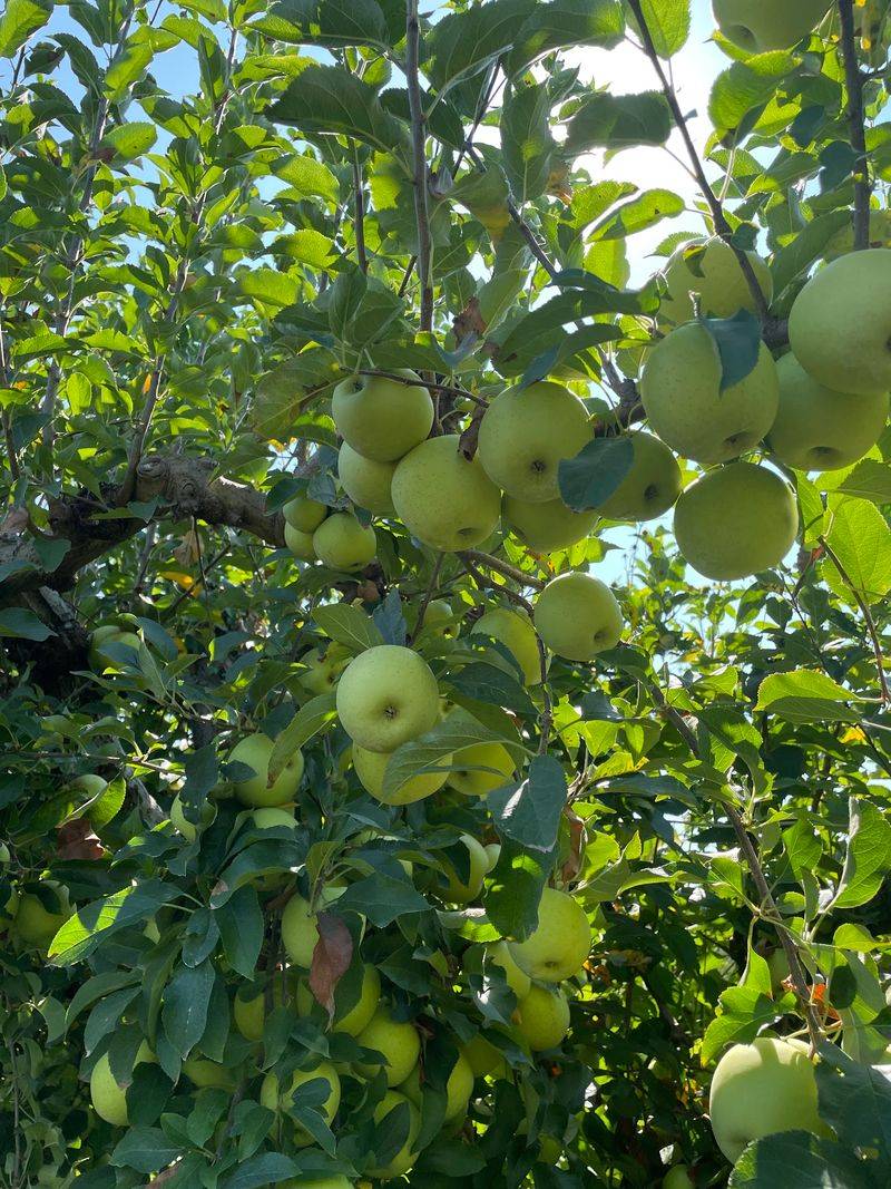 Justus Orchard - Hendersonville