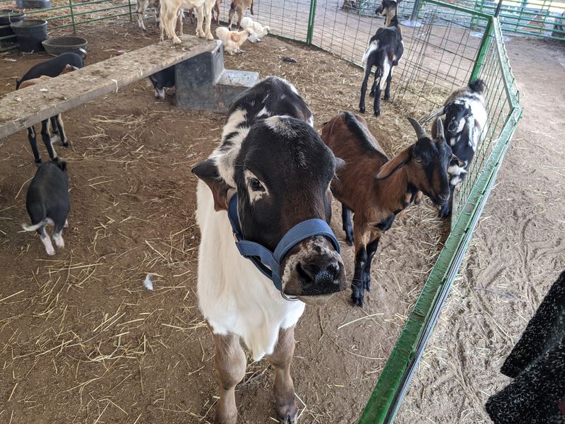 The Barnyard in Midland, Cabarrus County,