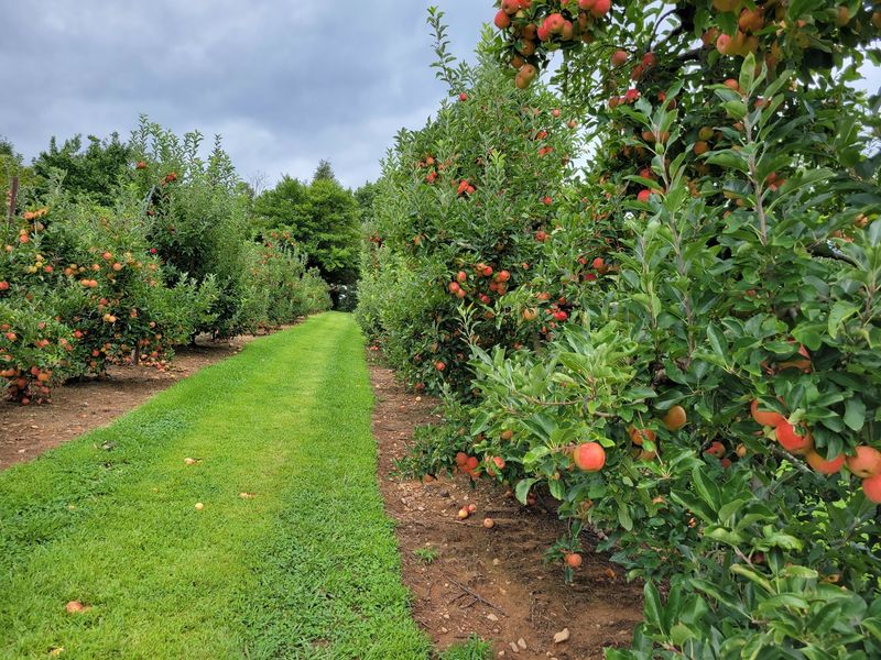 Apple Hill Orchard - Morganton