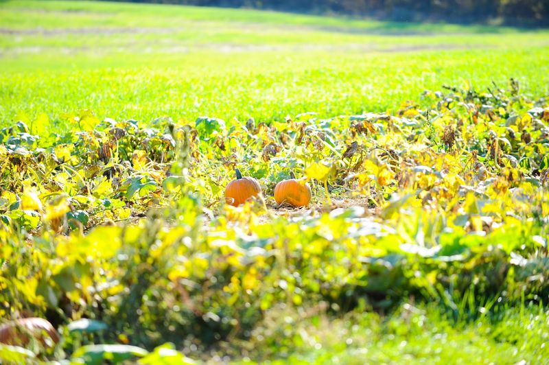 Gray's Apple Ridge - Jonestown