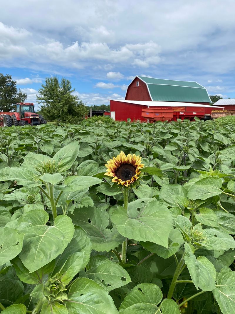 Mentzert Farms - Carleton