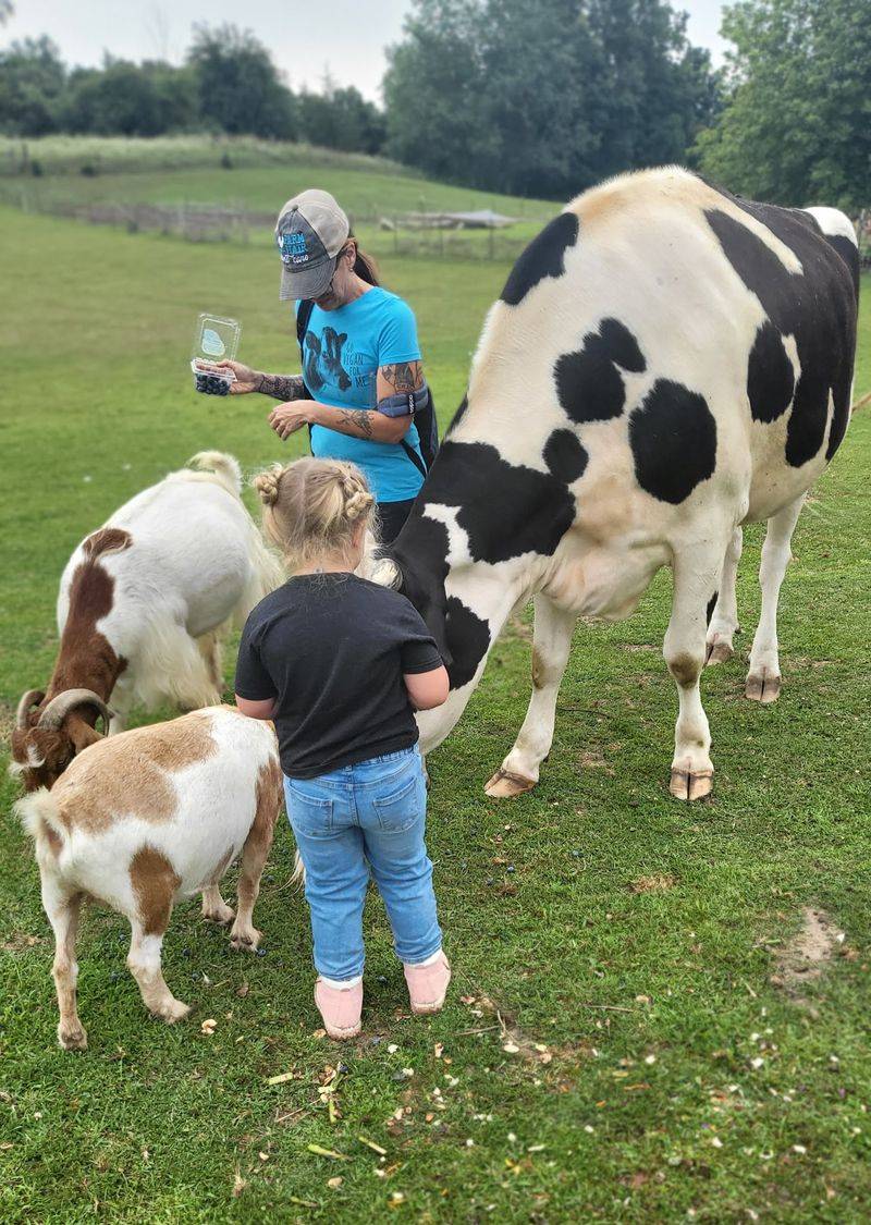 SASHA Farm Animal Sanctuary in Manchester
