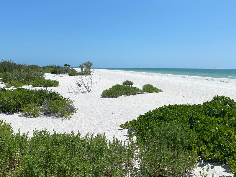 Go Shell Hunting Along the Gulf Shore